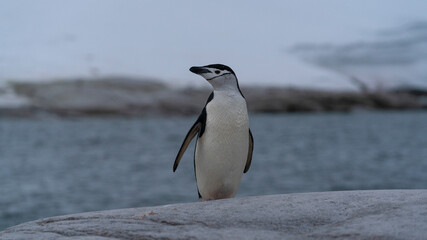 Naklejka premium Chinstrap penguin on the rock Antarctic Peninsula.