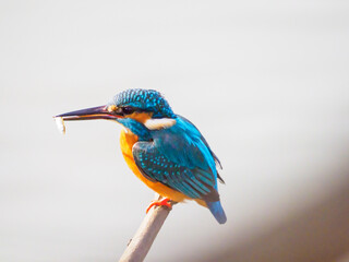 小魚を咥えたカワセミ