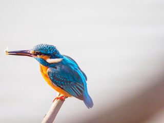 小魚を咥えたカワセミ