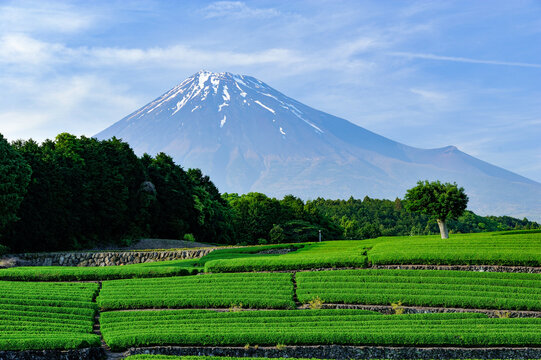 New tea fields and lingering snow on Mt. Fuji, Japan,Shizuoka Prefecture,Fuji, Shizuoka,Obuchi
