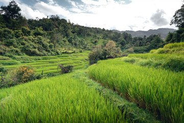 Rice fields and wooden hut balcony