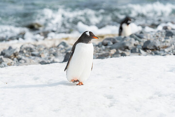 Beautiful gentoo penguin walking on snow. Antarctica peninsula.