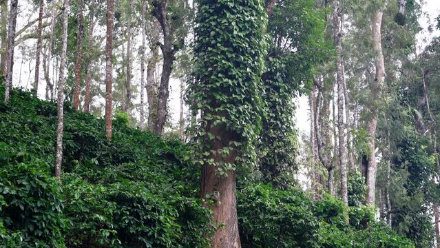 black pepper plant on tree in coffee plantation