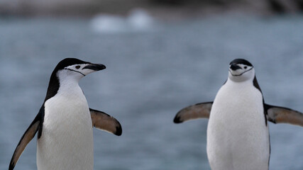 Obraz premium Two chinstrap penguins rocky shore of Antarctic Peninsula