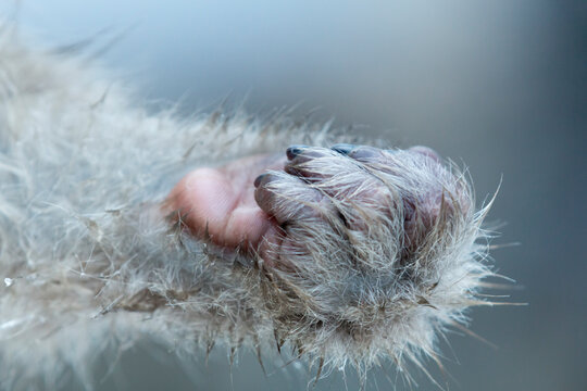 A hand of a baby monkey, Japan,Nagano Prefecture,Yamanouchi, Nagano,Jigokudani