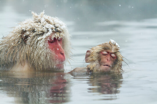 A parent and child grooming themselves in a hot spring, Japan,Nagano Prefecture,Yamanouchi, Nagano,Jigokudani