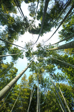 Looking up the bamboo grove, Mito, Ibaraki,Ibaraki Prefecture,Japan