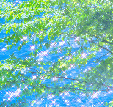 The fresh green of beech and the light from the water, Lake Chuzenji,Tochigi Prefecture,Japan