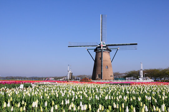 Tulips at Sakura Furusato Plaza, Sakura, Chiba,Chiba Prefecture,Japan