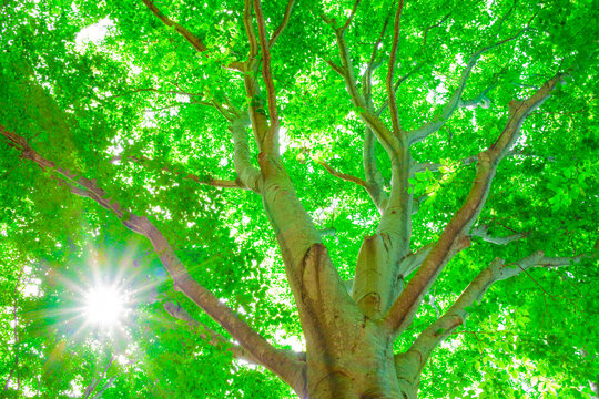 Beech tree and the sun, Niigata Prefecture,Tokamachi, Niigata,Japan