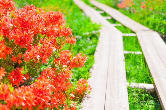 Renge azalea and wooden road, Nagano Prefecture,Yamanouchi, Nagano,Japan