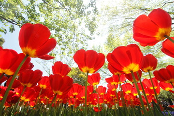 Tulip, Japan,Tokyo,Tachikawa