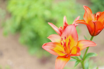 red lilies in the garden. summer background