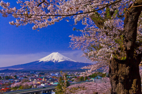 Fuji and cherry blossoms seen from Niikurayama Sengen Park, Japan,Yamanashi Prefecture,Fujiyoshida, Yamanashi