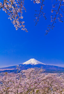 Fuji and cherry blossoms seen from Niikurayama Sengen Park, Japan,Yamanashi Prefecture,Fujiyoshida, Yamanashi