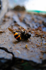 Great Potter Wasp Macro. Animal Closeups. Photo of Great Potter Wasp dying in a window (Delta Unguiculatum) macro. Photography using a macro lens. Bandung - Indonesia.