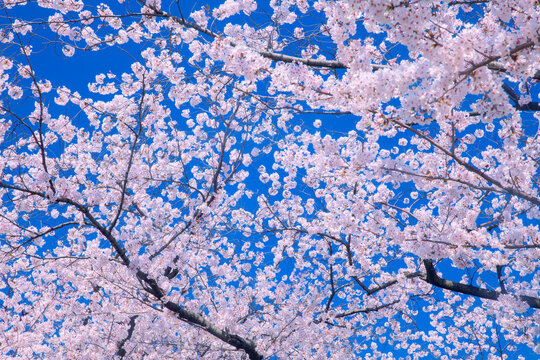Cherry, Japan,Tokyo,Taito, Tokyo