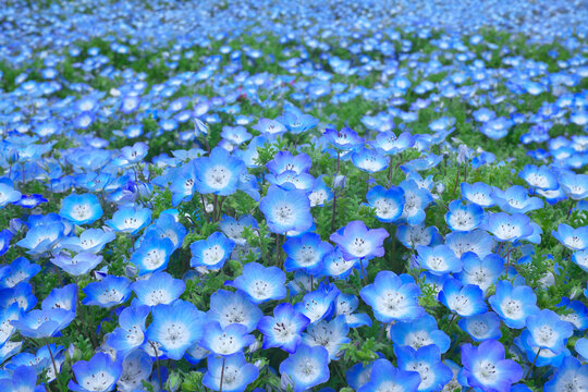 Imagens de Nemophila – Explore Fotografias do Stock, Vetores e