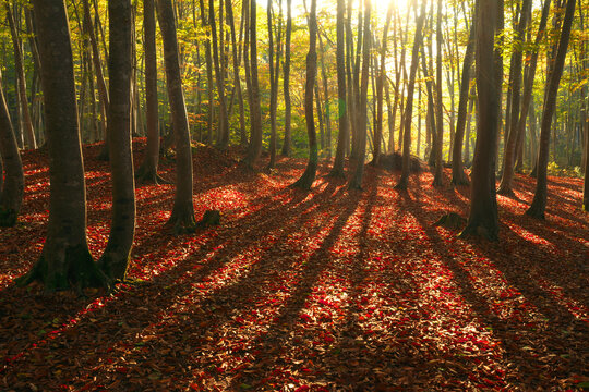 Autumn leaves and fallen leaves in a beech forest, Japan,Matsunoyama,Tokamachi, Niigata,Niigata Prefecture