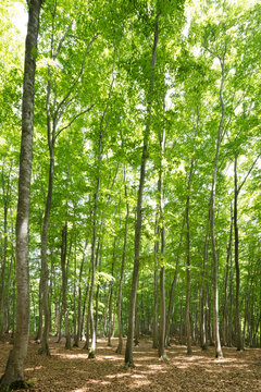 Green beech forest, Japan,Niigata Prefecture,Tokamachi, Niigata