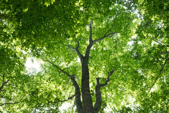 Fototapeta Fresh green beech?tree , Japan,Niigata Prefecture,Tokamachi, Niigata