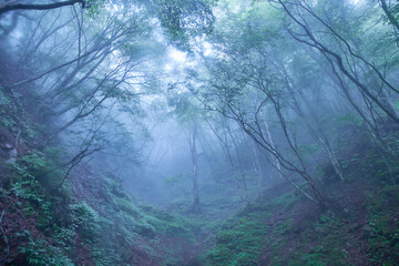 Forest in Nishizawa Valley, Japan,Yamanashi Prefecture,Yamanashi, Yamanashi