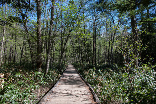 Wooden path in Kamikochi, Japan,Nagano Prefecture,Matsumoto, Nagano