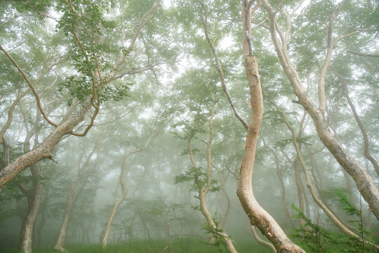 Trees at the fifth station of Mt. Fuji, Japan,Yamanashi Prefecture,Minamitsuru District, Yamanashi