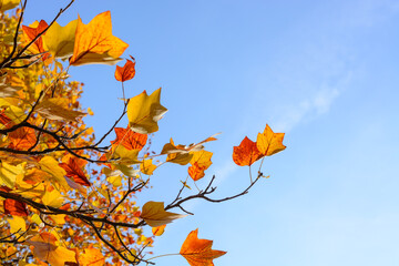Background with a pair of yellow-orange leaves on a tulip tree branch and blue sky