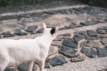 Enshrine the fox! A shrine rich in Kyoto's deep history [Fushimi Inari Taisha]