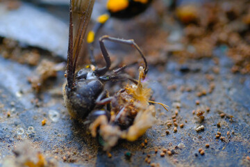 Great Potter Wasp Macro. Animal Closeups. Photo of Great Potter Wasp dying in a window (Delta Unguiculatum) macro. Photography using a macro lens. Bandung - Indonesia.