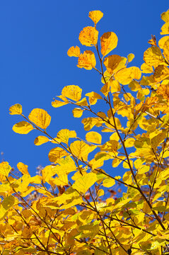 Yudenyama in autumn, Japan,Yamagata Prefecture,Tsuruoka, Yamagata