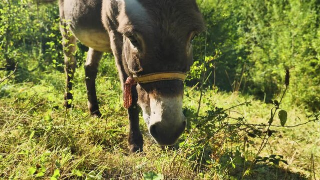 Close-up of a donkey's head eating grass in a clearing. Beautiful glare of morning sun. Green summer forest in background. Donkey on a free walk. The concept of cattle breeding and animal husbandry