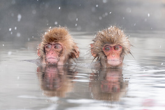 Snow monkeys bathing in a hot spring, Japan,Nagano Prefecture,Yamanouchi, Nagano