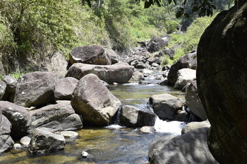 stream in the forest