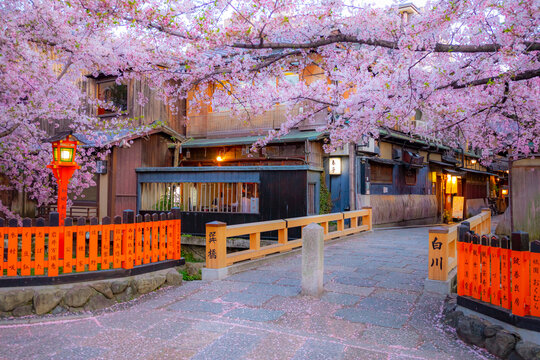 Gion Shirakawa River in springtime with cherry blossoms, Japan,Kyoto prefecture,Kyoto city