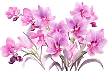 Fototapeta na wymiar Watercolor image of a set of orchid flowers on a white background