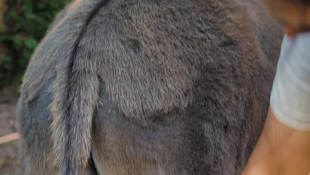 Donkey combing. Caring for a donkey on a farm. Close-up of a woman's hand with a red brush scratching the donkey's leg and back. Caring for animals on a farm. Concept of cattle breeding and farming