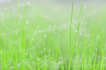 Abstract nature spring grass with bokeh background