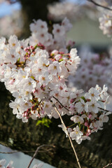 満開の染井吉野の花