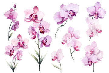 Fototapeta na wymiar Watercolor image of a set of orchid flowers on a white background