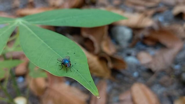 Blue bottle fly (calliphora vomitoria) on a green cassava leaf exposed to the wind