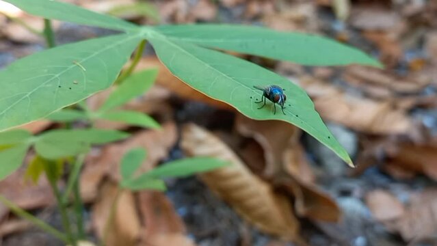 Blue bottle fly (calliphora vomitoria) on a green cassava leaf exposed to the wind