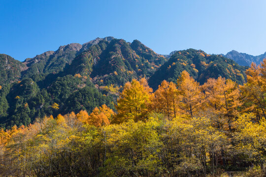 Autumn leaves of Mt. 600 and Karamatsu, Japan,Nagano Prefecture,Matsumoto, Nagano