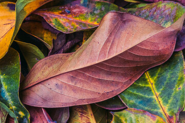 Colorful tropical fall leaves texture for background.