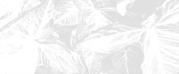 Tropical plant seamless pattern, beautiful abstract color white leaf on background and light white leaf.