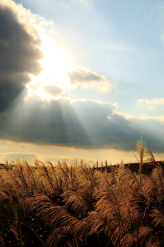 Silver Grass at Soni Plateau at Dusk, Japan,Nara Prefecture,Uda County,Soni, Nara