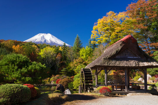 Autumn leaves in Oshino and Mt. Fuji, Japan,Yamanashi Prefecture,Minamitsuru District, Yamanashi,Oshino, Yamanashi