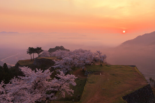 Sea of clouds and cherry blossoms at Takeda Castle, Japan,Hyogo Prefecture,Asago, Hyogo