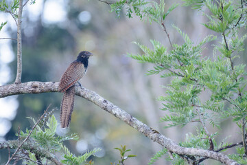 Pheasant Coucal